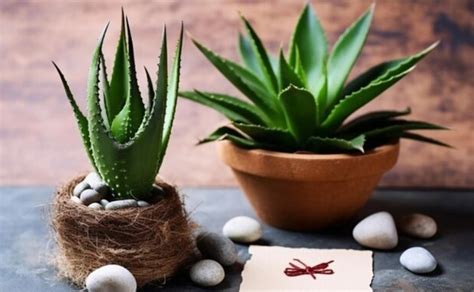 Feng Shui Plantas Que Debes Tener En Casa Para Alejar La Envidia