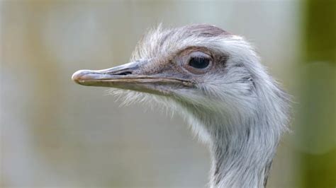 Bird Emu Animal Free Stock Video Pixabay