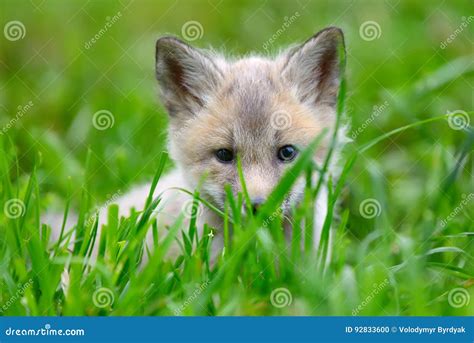 Baby silver fox stock photo. Image of portrait, canine - 92833600