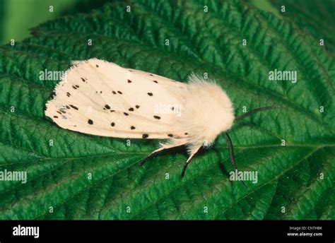 White Ermine Moth Spilosoma Lubricipeda Spilosoma Menthastri On