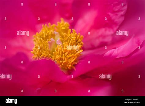 Cytherea hi-res stock photography and images - Alamy