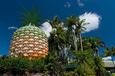 2,100+ The Big Pineapple Stock Photos, Pictures & Royalty-Free Images ...