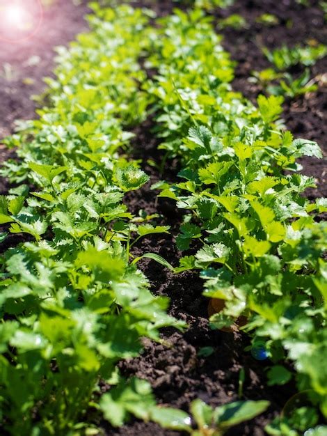 El Proceso De Cultivo De Perejil Perejil Joven En Campo Abierto Cultivo