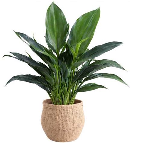 cast iron plant care guide growing aspidistra elatior indoors