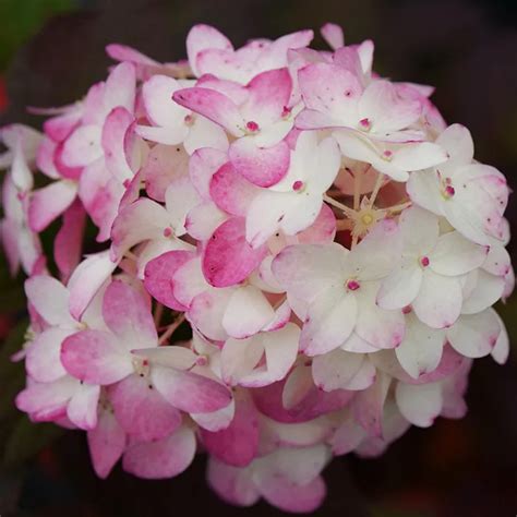 Firelight Tidbit® Hydrangea For Sale Online | The Tree Center