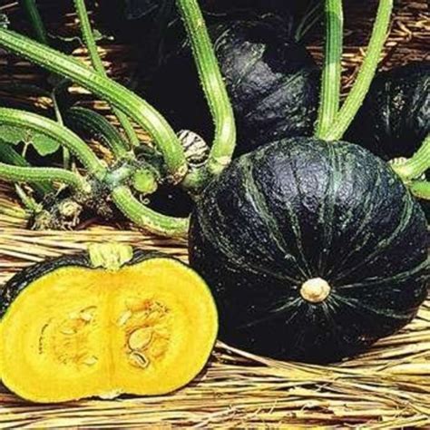 Sweet Mama Winter Squash Green Fruit Squash Planting Vegetables