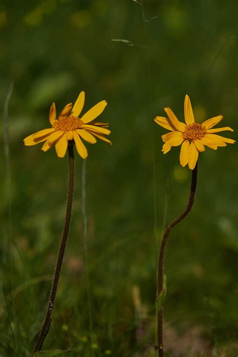 Arnica Des Montagnes Arnica Montana Guillaume Caillon Flickr