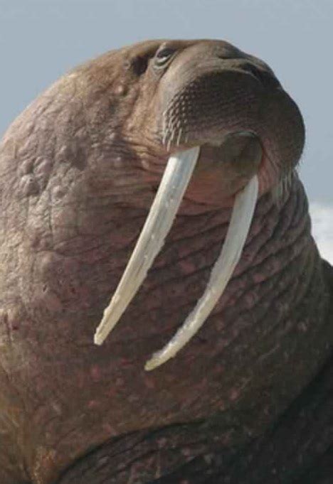 Walrus Facts Animal Facts Encyclopedia