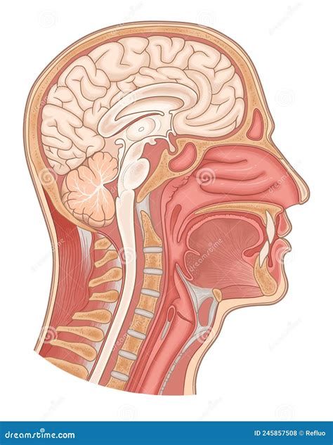 Sagittal Section Of The Neck And Head Vintage Illustration Cartoon