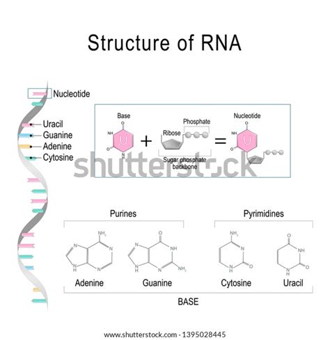 Rna Structural Formula Nucleotide Diagram Educational Stock ...