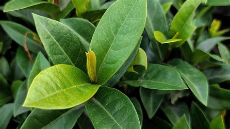 Laurel Poner Una Hoja De Laurel Debajo De La Almohada La Solución Que Cada Vez Hace Más Gente