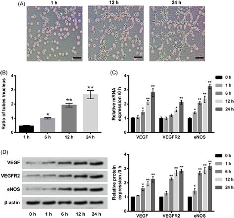 Retracted Lncrnaatb Promotes Viability Migration And Angiogenesis