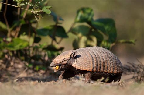 What Do Armadillos Eat? (8 Tips to Get Rid of Them)