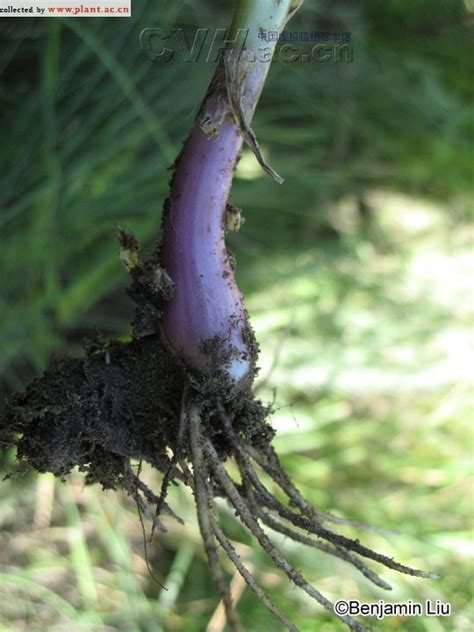 球序韭Allium thunbergii G Don 植物图片库 植物通