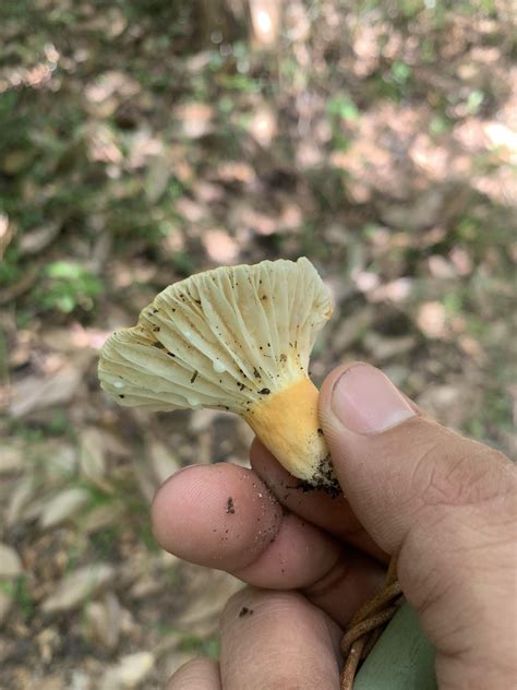 Central Florida mushroom hunting : r/mycology