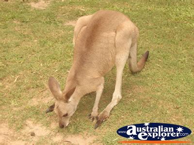 AUSTRALIA ZOO KANGAROO GRAZING PHOTOGRAPH, AUSTRALIA ZOO KANGAROO ...