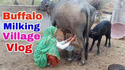 Buffalo Milking By Hand Buffalo Milking Village Vlog Youtube