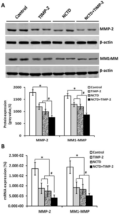 Norcantharidin Enhances Timp‑2 Anti‑vasculogenic Mimicry Activity For