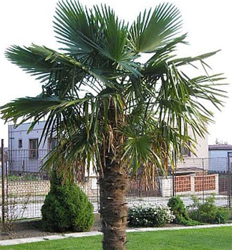 Palma Konopn Trachycarpus Fortunei Cm Kont L Lumigreen Sk