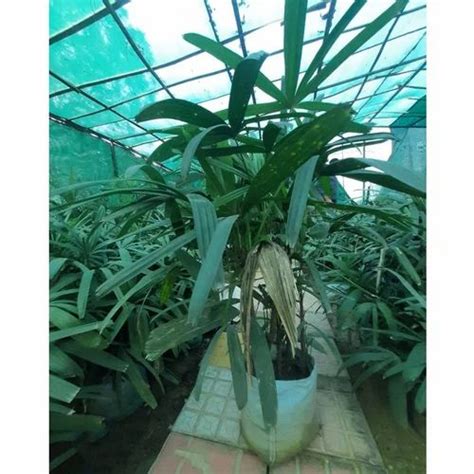 Well Drained Arecaceae Green Raphis Palm Plant For Plantation Feet