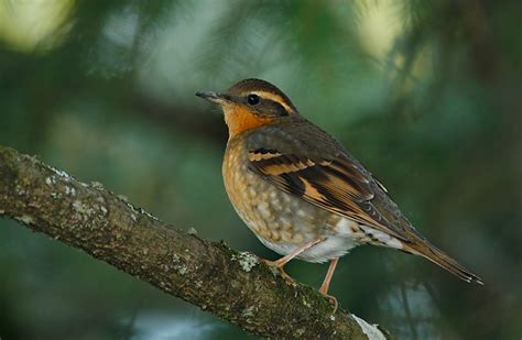 Source: Sara: New bird: Varied Thrush