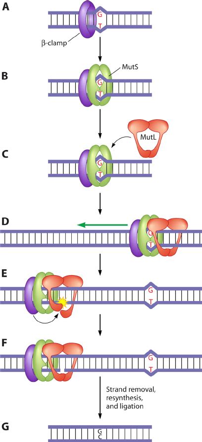 Model For Mismatch Repair In B Subtilis A And B The Clamp Directs