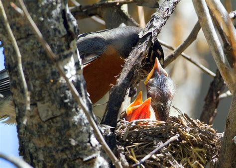 Robin feeding her chicks Photograph by Merle Ann Loman