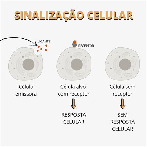 Relação A Sinalização Celular REVOEDUCA