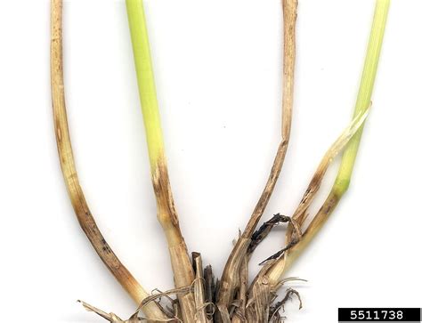 Root Rot Damping Off Genus Rhizoctonia