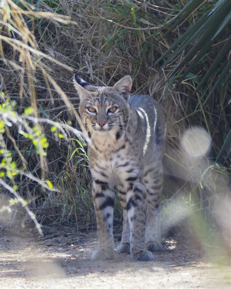 Bobcat From South Side Corpus Christi Tx Usa On December At