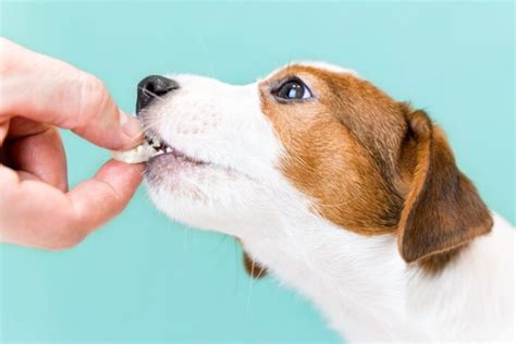 √完了しました！ 犬 食欲がない 寝てばかり 227384 犬 食欲がない 寝てばかり