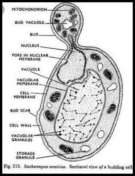 Budding Yeast Diagram Showing Draw Show Help Stages Brainly Sketch