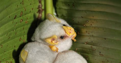 Honduran White Bat Animal Facts - Ectophylla alba - A-Z Animals