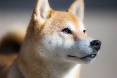 Shiba Inu: Bold, Spirited & Good Natured (Breed Guide)