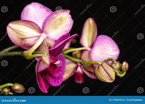 Purple Orchid Flower Phalaenopsis Phalaenopsis Or Falah On A Black