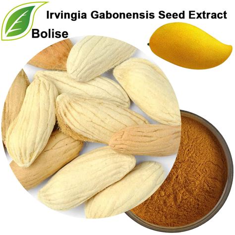 Irvingia Gabonensis Seed Extract Suppliers,Manufacturers from Bolise