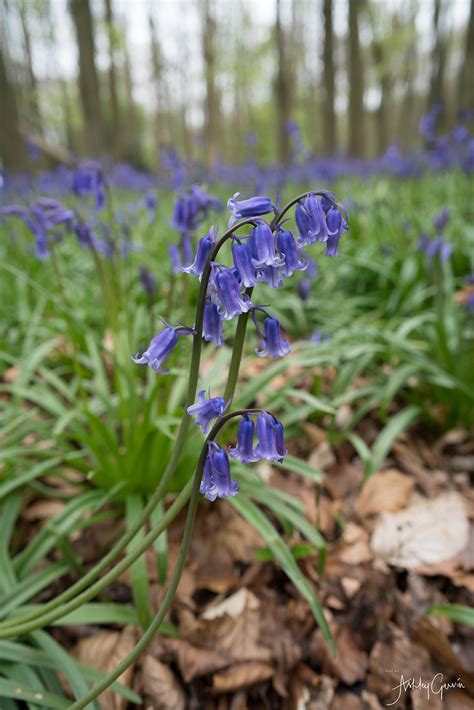 Ashley Garvin - Ashridge Bluebells