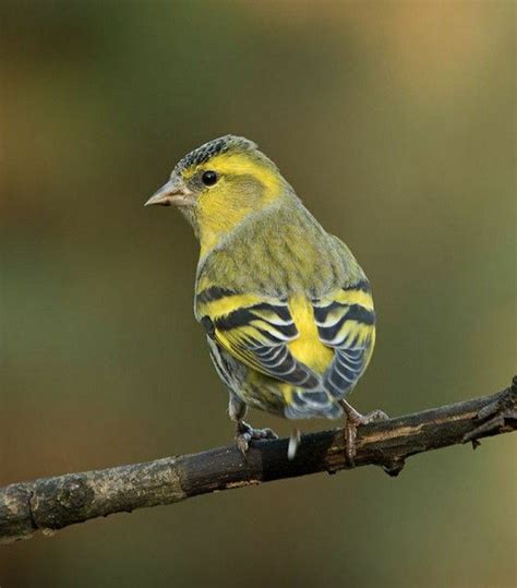 A Small Yellow And Black Bird Sitting On A Branch