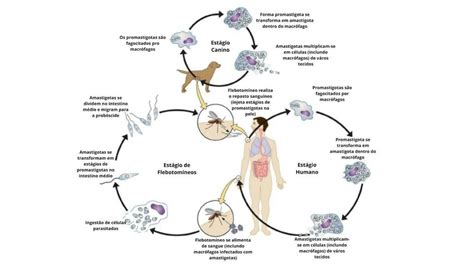 Ciclo Biol Gico E De Transmiss O Do Protozo Rio Leishmania Sp Em C O