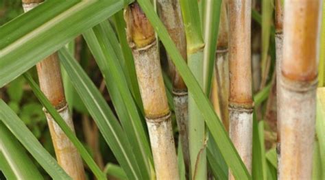 Sugarcane Crop । करा ‘या पद्धतीने उसाची लागवड एकरी मिळेल 80 ते 150 टन उत्पन्न शेतीविषयक