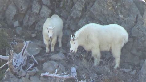 Mountain Goats In Mount Saint Helens National Volcanic Monument Youtube