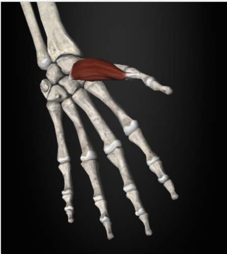 MSAK 1 Upper Limbs Hand Flashcards Quizlet