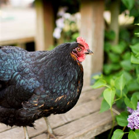 Raising Jersey Giant Chickens - Breed Facts - ChickenCoopGuides.com