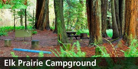 Campsites In Redwood National Park | Kids Matttroy