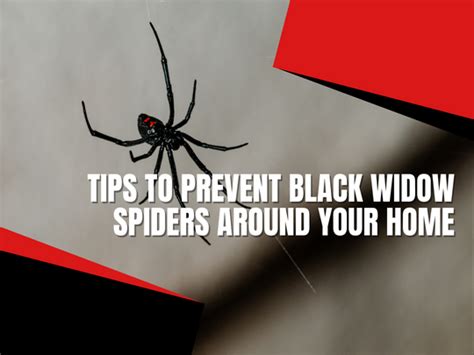 Brant Pest Control Preventing Black Widow Spiders Around Your Home Truly Nolen Canada