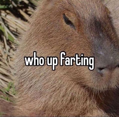 Image About Memes In Funny Did Laugh By On We Heart It Capybara