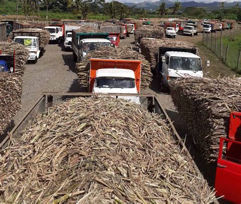 The Fiji Times Up The Cane Price