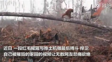 淚目！森林被摧毀紅毛大猩猩與推土機對峙拼死捍衛家園卻無濟於事 每日頭條