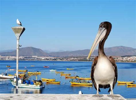 Conoce los atractivos turístico de Coquimbo Turismo en Chile