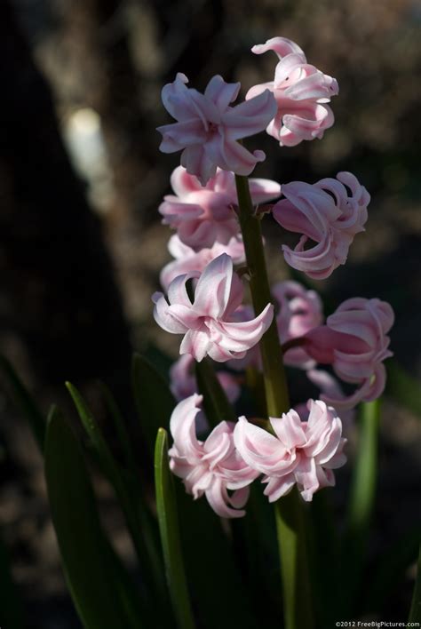 Pink Hyacinth – FREEBigPictures.com